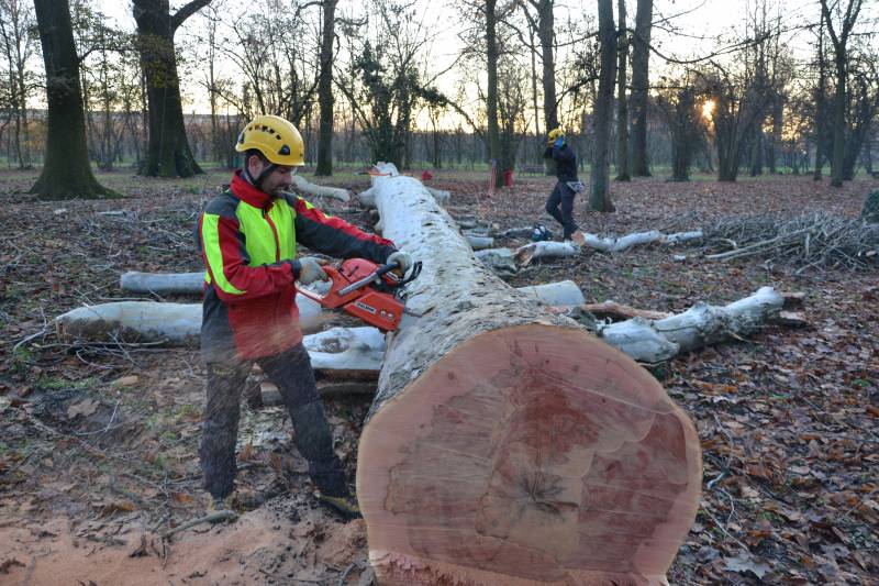 abbattimento-alberi-modena.jpg