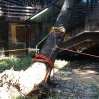 abbattimento cedro marazzi frizioni