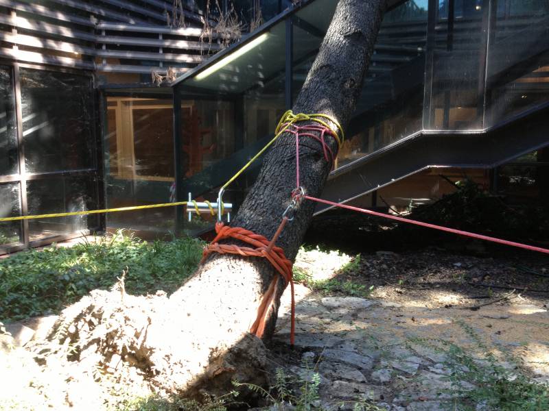 abbattimento cedro marazzi frizioni