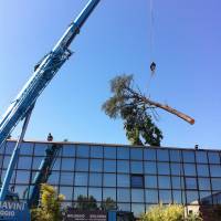 abbattimento cedro marazzi gru tronco 2