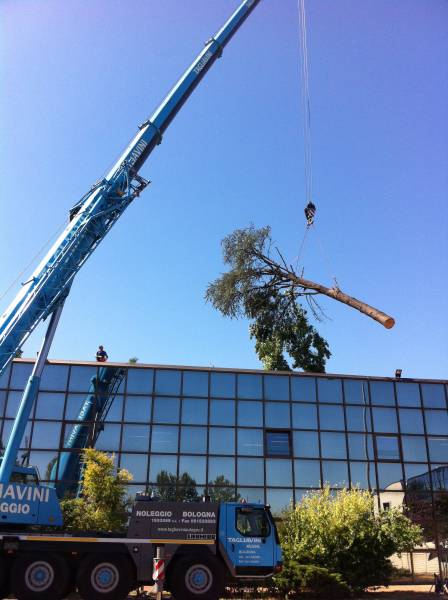 abbattimento cedro marazzi gru tronco 2