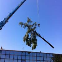 abbattimento cedro marazzi gru tronco 3