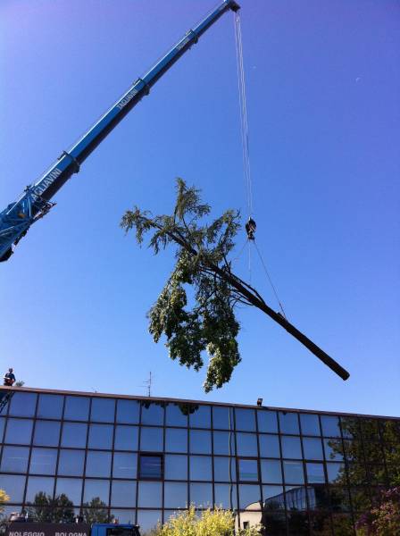 abbattimento cedro marazzi gru tronco 3