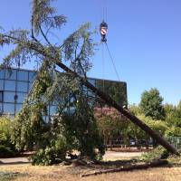abbattimento cedro marazzi gru tronco a terra