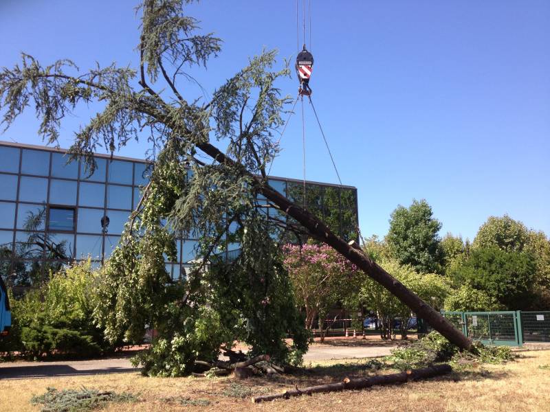 abbattimento cedro marazzi gru tronco a terra