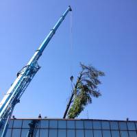 Abbattimento cedro marazzi gru tronco