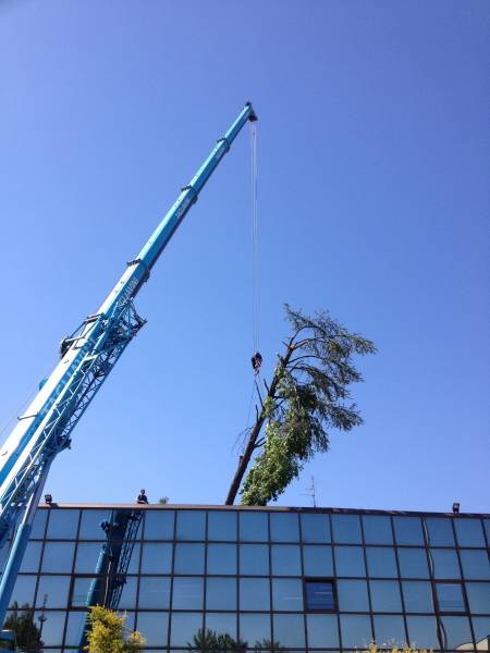 Abbattimento cedro marazzi gru tronco