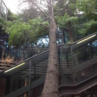 Abbattimento Cedro Marazzi