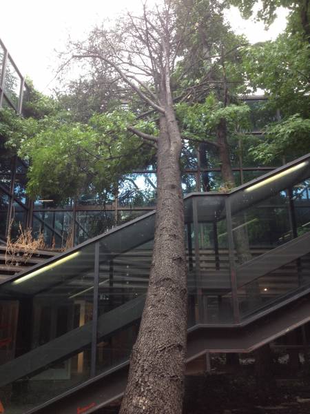 Abbattimento Cedro Marazzi