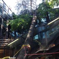 abbattimento cedro marezzi frizioni 2