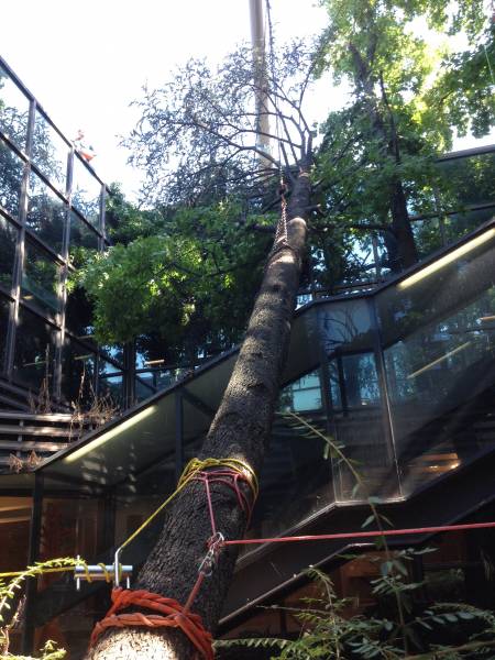 abbattimento cedro marezzi frizioni 2