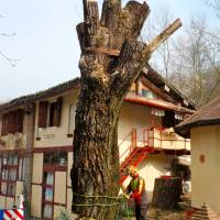 Abbattimento con gru 16