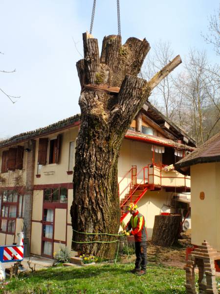 Abbattimento con gru 16