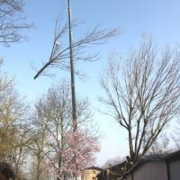 Abbattimento con gru 2