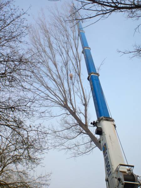 Abbattimento con gru 3