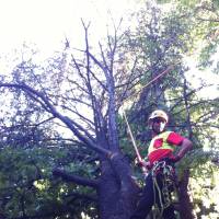 abbattimento gru cedro marazzi