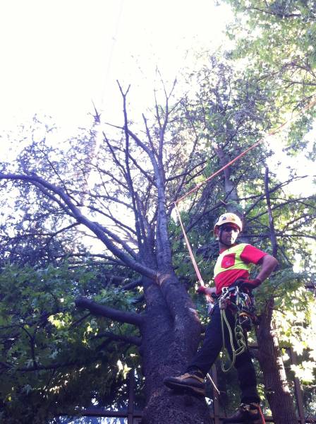 abbattimento gru cedro marazzi