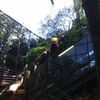 Abbattimento legatura tronco cedro marazzi