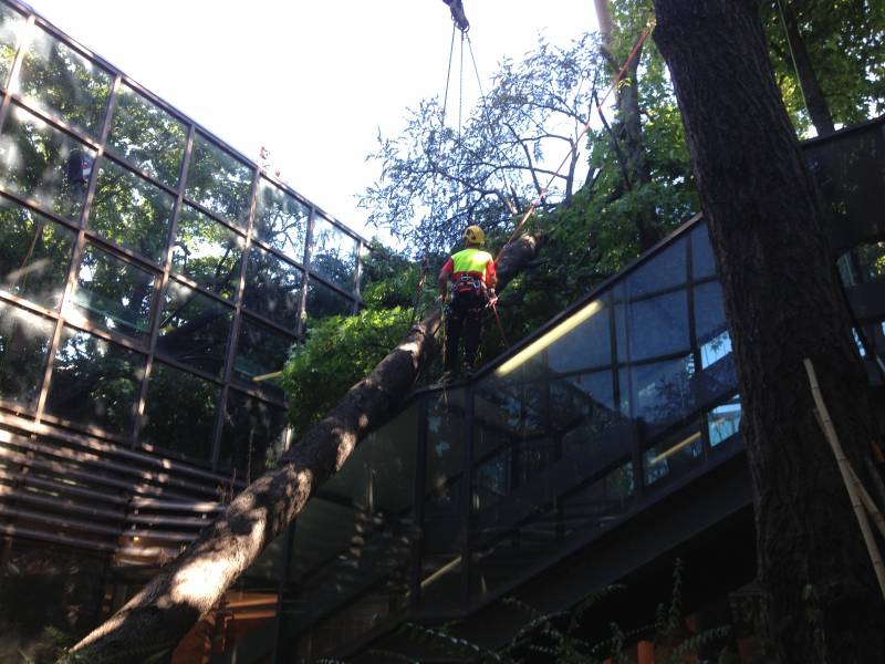 Abbattimento legatura tronco cedro marazzi