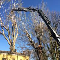 Abbattimento pioppo con gru