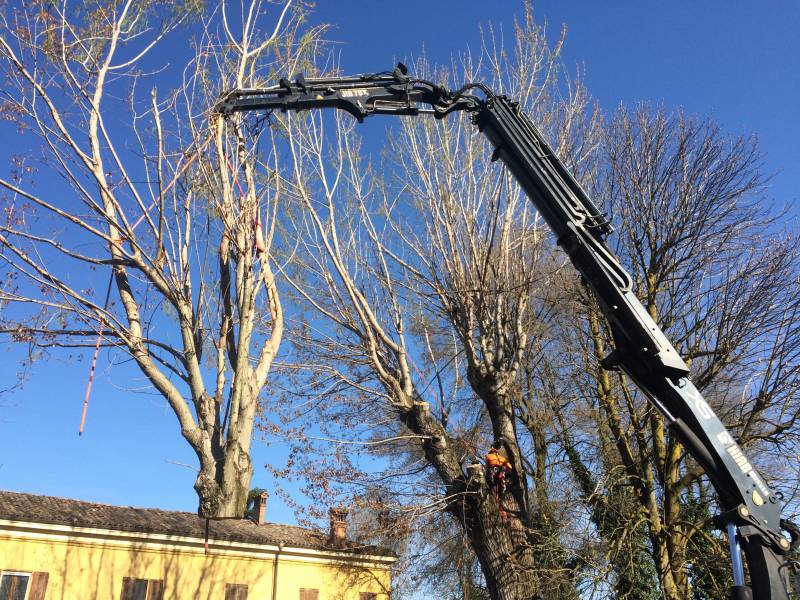 Abbattimento pioppo con gru
