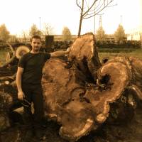 ceppo pioppo calcara