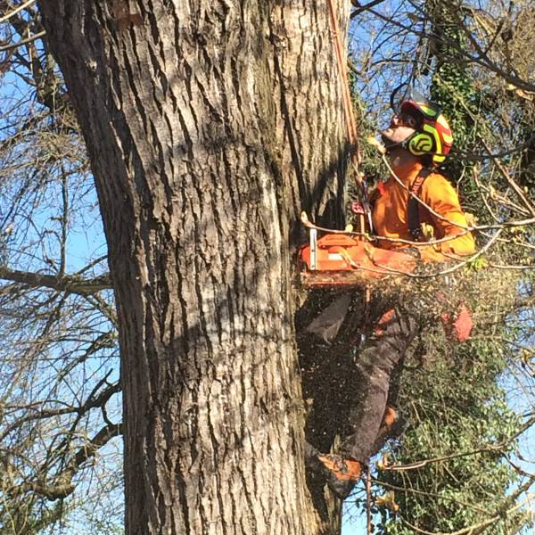 pioppo gru san damaso 2