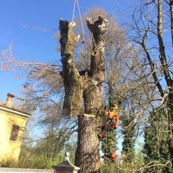 pioppo gru san damaso 3