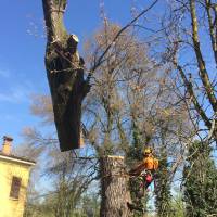 pioppo gru san damaso 4