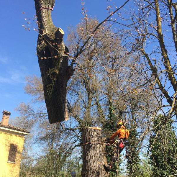 pioppo gru san damaso 4