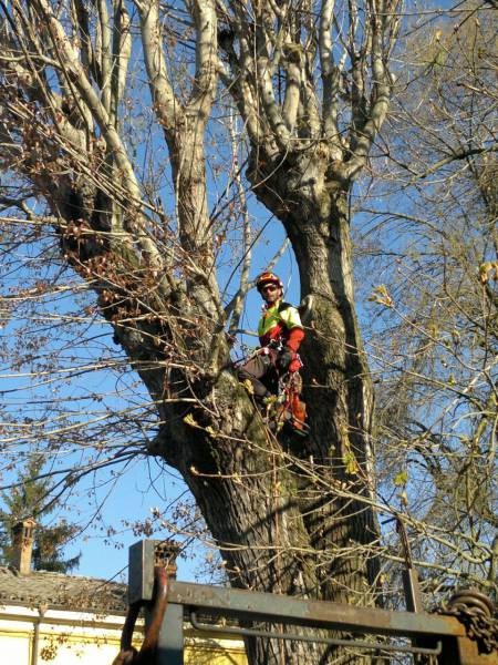 pioppo gru san damaso 5