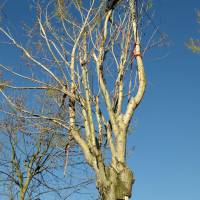 pioppo gru san damaso 6