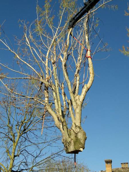 pioppo gru san damaso 6