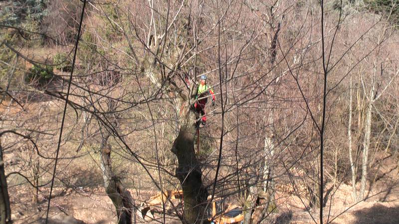 potatura castagneti 2