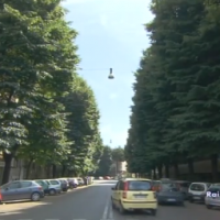 Tree Workers - alberi in citt&agrave;