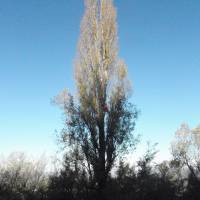 Treeclimbing Pioppo cipressino
