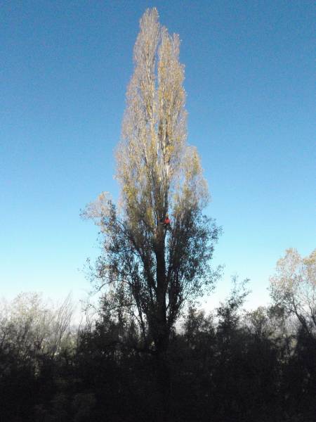 Treeclimbing Pioppo cipressino