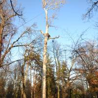 treeclimbing platano