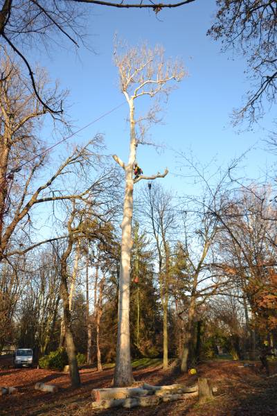 treeclimbing platano