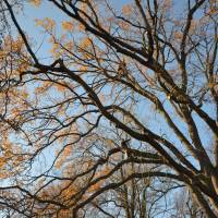 treeclimbing quercia 2