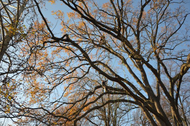 treeclimbing quercia 2